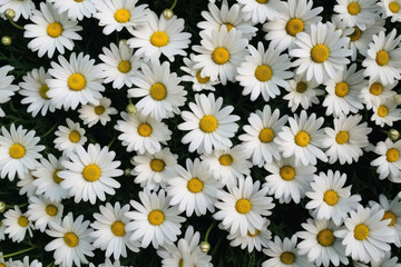 Daisies in Bloom: Vibrant Natural Beauty in a Sunny Meadow