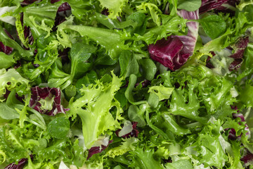 Mixed salad leaves frisee, radicchio and lamb's lettuce with water drops. Background, texture