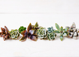 A set of different succulents in a row on a white wooden background. The concept of a flower shop and a houseplant store, succulent lovers, plant care.Fashionable indoor unpretentious plants.