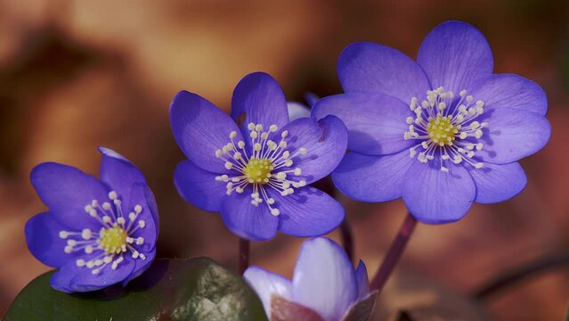 Hepatica nobilis flowers moved by the breeze