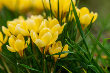 yellow crocus flowers