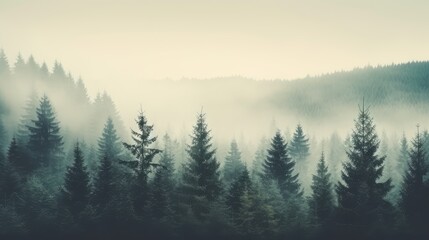 Misty Pine Forest Landscape at Sunrise