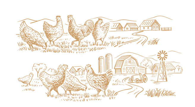 countryside landscape with chicken. Farm sketch