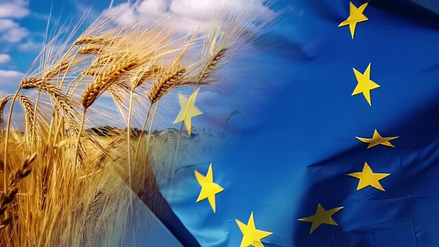 EU flag close up, slow motion. Wheat field, agriculture background. 4K