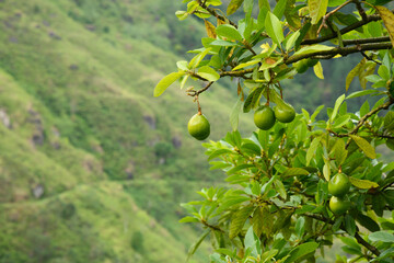 Fresh healthy avocado growing on tree. Agriculture. Food background. Outdoors.