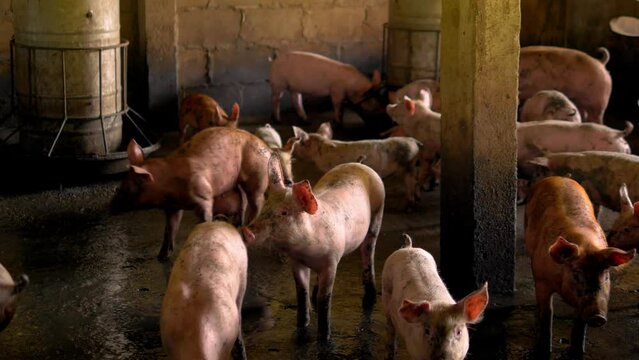 Breeder pig with dirty body scramble eat food , Close-up of Pig's body beset livestock .Big pig on a farm in a pigsty, young big domestic pig at animal farm indoors,4k video