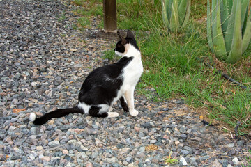 Naklejka na ściany i meble A black and white cat in nature