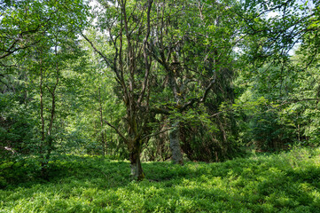 Fototapeta na wymiar Vegetation in a forest