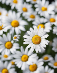 Fototapeta premium daisy flower, isolated white background, copy space for text 