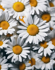 Obraz premium daisy flower, isolated white background, copy space for text 