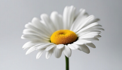 daisy flower, isolated white background, copy space for text
 - obrazy, fototapety, plakaty