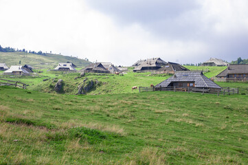 authentic slovenian wooden huts in a green alpine valley for seasonal horned cattle grazing