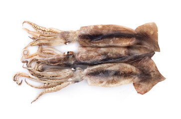 Fresh squid isolated on white background, Squid isolated on white