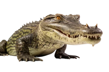 Foto op Plexiglas Close Up of a Crocodile. A photograph showcasing a detailed view of a crocodile on a plain Transparent background. © SIBGHA