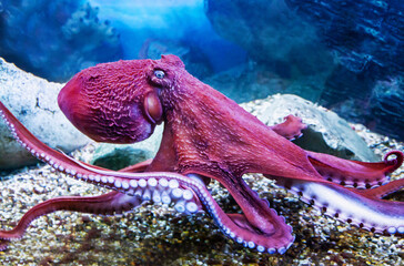 Doflane's octopus is a bright lilac color with tentacles and suckers on the background of the seabed. Marine life, exotic fish, subtropics.