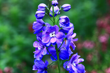 colorful Delphinium or Candle Delphinium or English Larkspur or Tall Larkspur flowers blooming in the garden      
