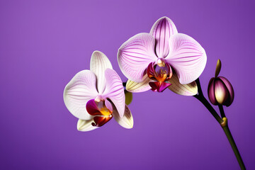 Two White and Purple Orchids Against a Purple Background
