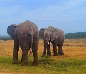 Elephants in National Park