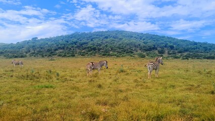Zebras in National Park