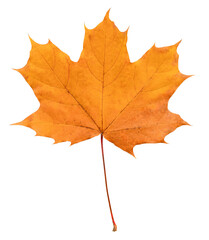 autumn maple leaf