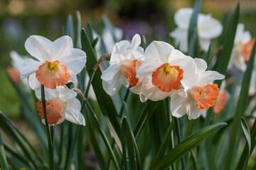 White and pink Large-Cupped daffodils (Narcissus) Chromacolor bloom in a garden