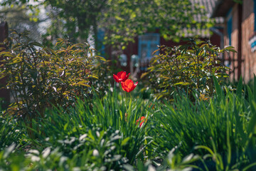 flowers in the garden. red tulips in the garden near the house