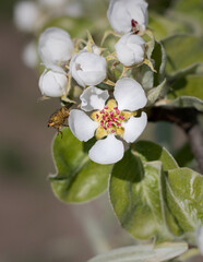 tree flowers. close-up of pear blossoms in the garden. pear blossom in spring. close up of a white flower tree