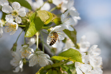 a bee on a cherry blossom in the garden. close-up of a bee on a cherry blossom tree. close up of a bee on a white flower