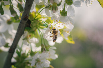 bee on a flower. a bee on a cherry blossom in the garden. close-up of a bee on a cherry blossom tree. close up of a bee on a white flower