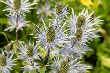 Eryngium alpinum 'Blue Jackpot' also known as Blue Sea Holly