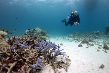 Diver looking at bleached coral in white and violet purple color. In the back you can see a boat on...