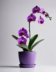 Naklejka na ściany i meble purple orchid plant in pot, isolated white background. copy space for text 