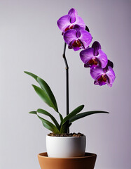 purple orchid plant in pot, isolated white background. copy space for text
