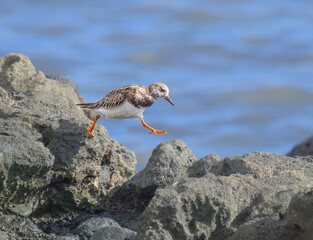 A ruddy turnstone, Arenaria interpres, in non-breeding plumage, striding a step forward one foot in the air, a migratory bird on a stony shore, Fuerteventura, Canary Island, Spain 