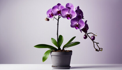 purple orchid plant in pot, isolated white background. copy space for text
