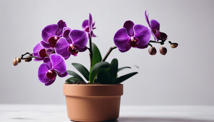purple orchid plant in pot, isolated white background. copy space for text
