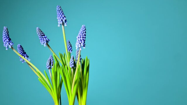 Beautiful muscari flowers rotating on blue background