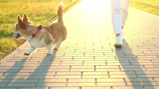 Cheerful Welsh Corgi dog walks on a leash along the sidewalk at sunset on the weekend. Concept of friendship between a dog and a person, care, dog in the city