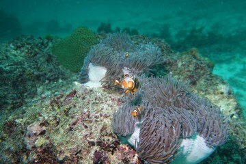 Clownfish (Nemo fish) in the Andaman Sea – Thailand 