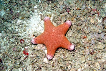 Starfish in the Andaman Sea – Thailand 