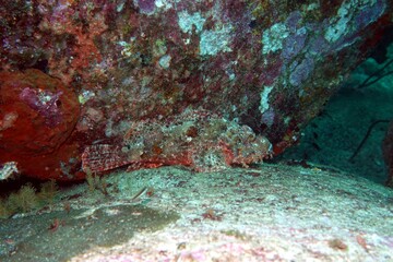 Scorpionfish in the Andaman Sea – Thailand 