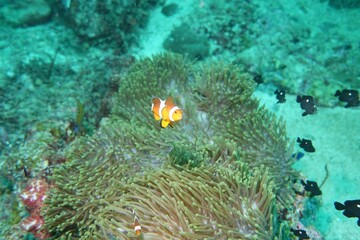 Naklejka na ściany i meble Clownfish (Nemo fish) in the Andaman Sea – Thailand 