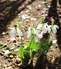 Blooming snowdrops in a garden in a sunny day. First spring snowdrop flowers.