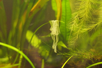 African Dwarf Frog Skin Shed Hanging from Plant
