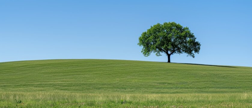 a lone tree on a grassy hill with a clear blue sky in the backgrounnd of the picture.