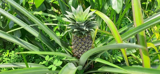Unripe green Pineapple or nanas fruit plant on garden