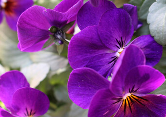 Fototapeta na wymiar Close up of purple viola flower blossom
