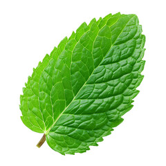 A leaf of mint isolated on transparent or white background, png