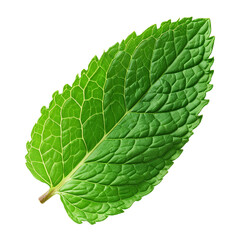 A leaf of mint isolated on transparent or white background, png