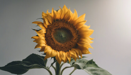 sunflower, isolated white background, copy space for text 

